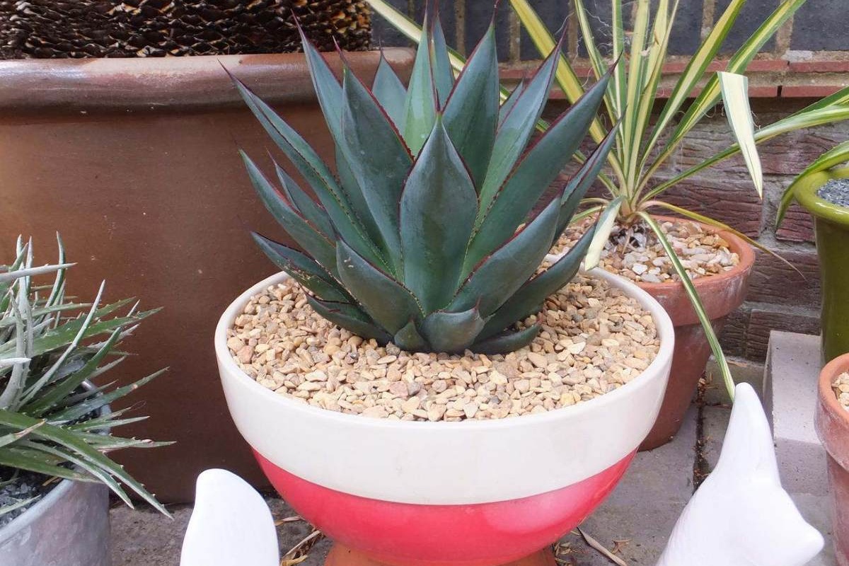 Ovo nije svekrvin jezik: Biljka koja nudi neusporedivu kombinaciju detail 1