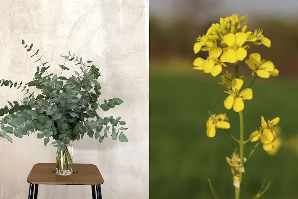 Otkrili su biljku koja stvara čisto zlato i može se posijati u svakoj kući detail 1