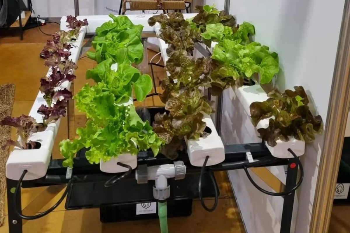 Bez zemlje i na balkonu: najlakši način da imate povrtnjak u malom prostoru, prema stručnjakinji detail 1