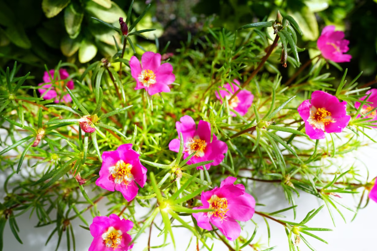 Bolja od lavande: biljka koja podnosi ekstremnu vrućinu i gotovo ne treba vodu detail 1