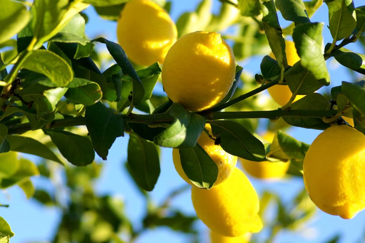 Stavljanje kora limuna u podnožje stabla limuna: kakav učinak ima na biljku detail 1