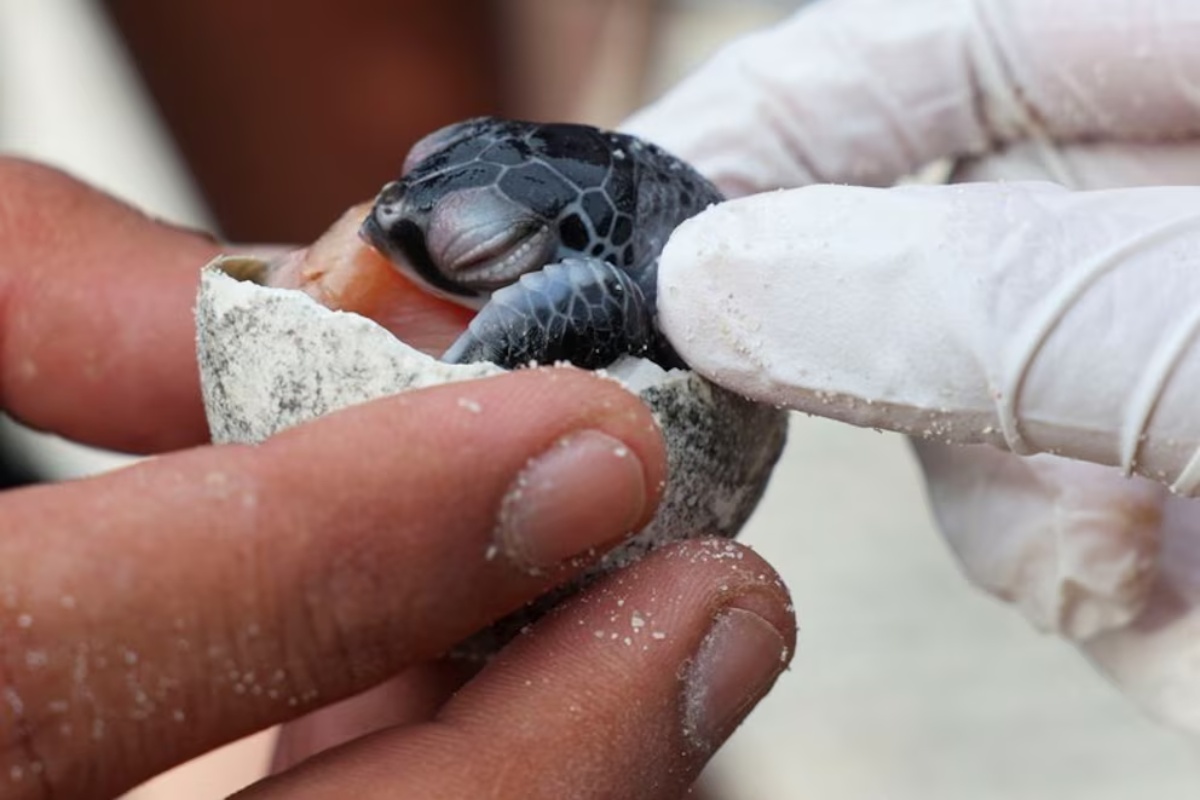 Mediteranska obala puni se kornjačama i to nije dobar znak: napredak klimatskih promjena ugrožava vrstu detail 1
