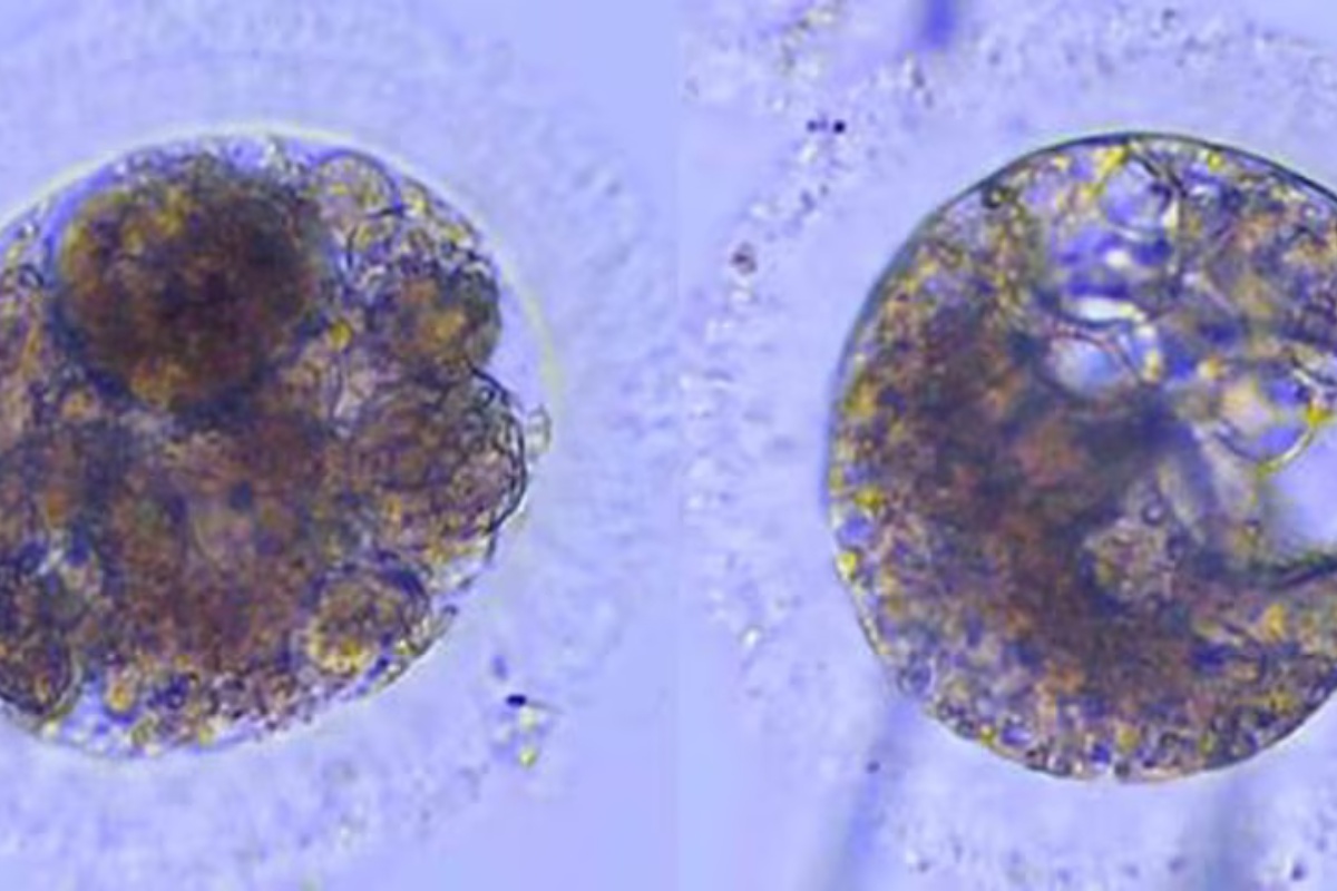 Španjolski znanstvenici po prvi put stvorili embrije pirinejskog risa u laboratoriju: Nova prekretnica u oporavku vrste detail 1