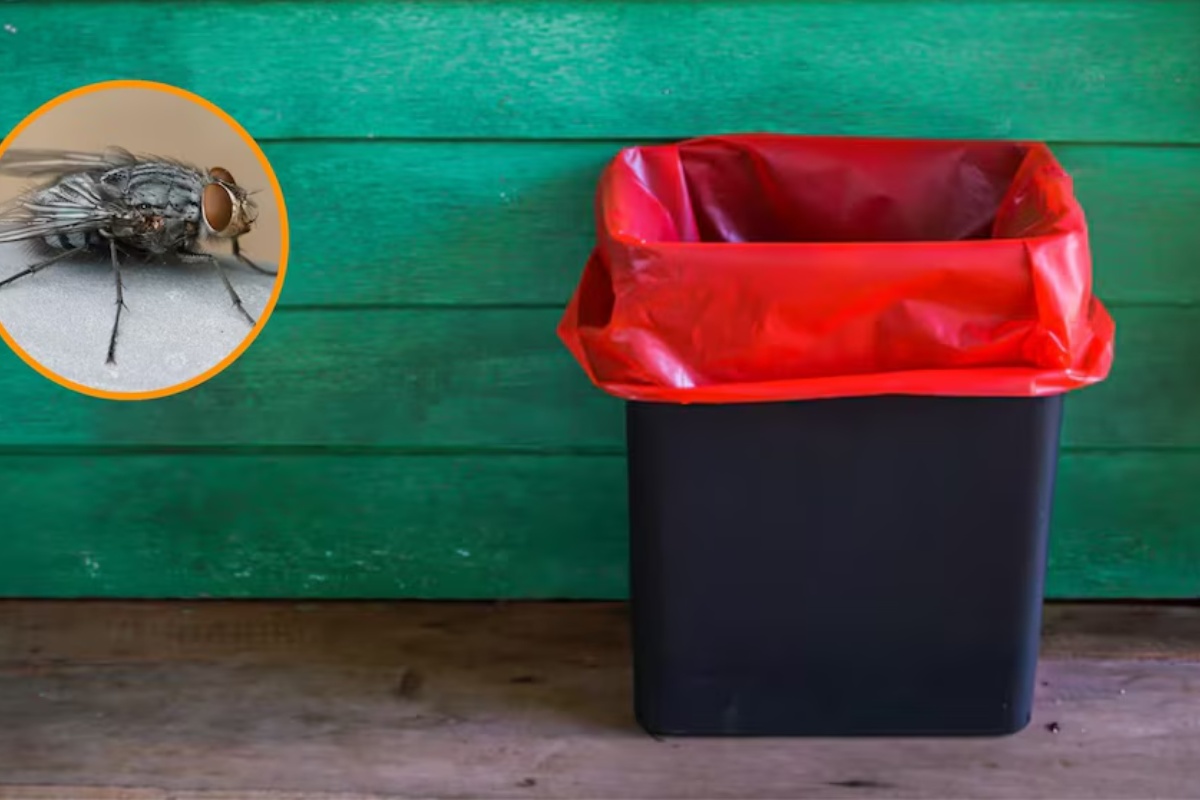 Recite zbogom neugodnim mirisima i kukcima u smeću: dovoljni su krpa i izbjeljivač detail 1