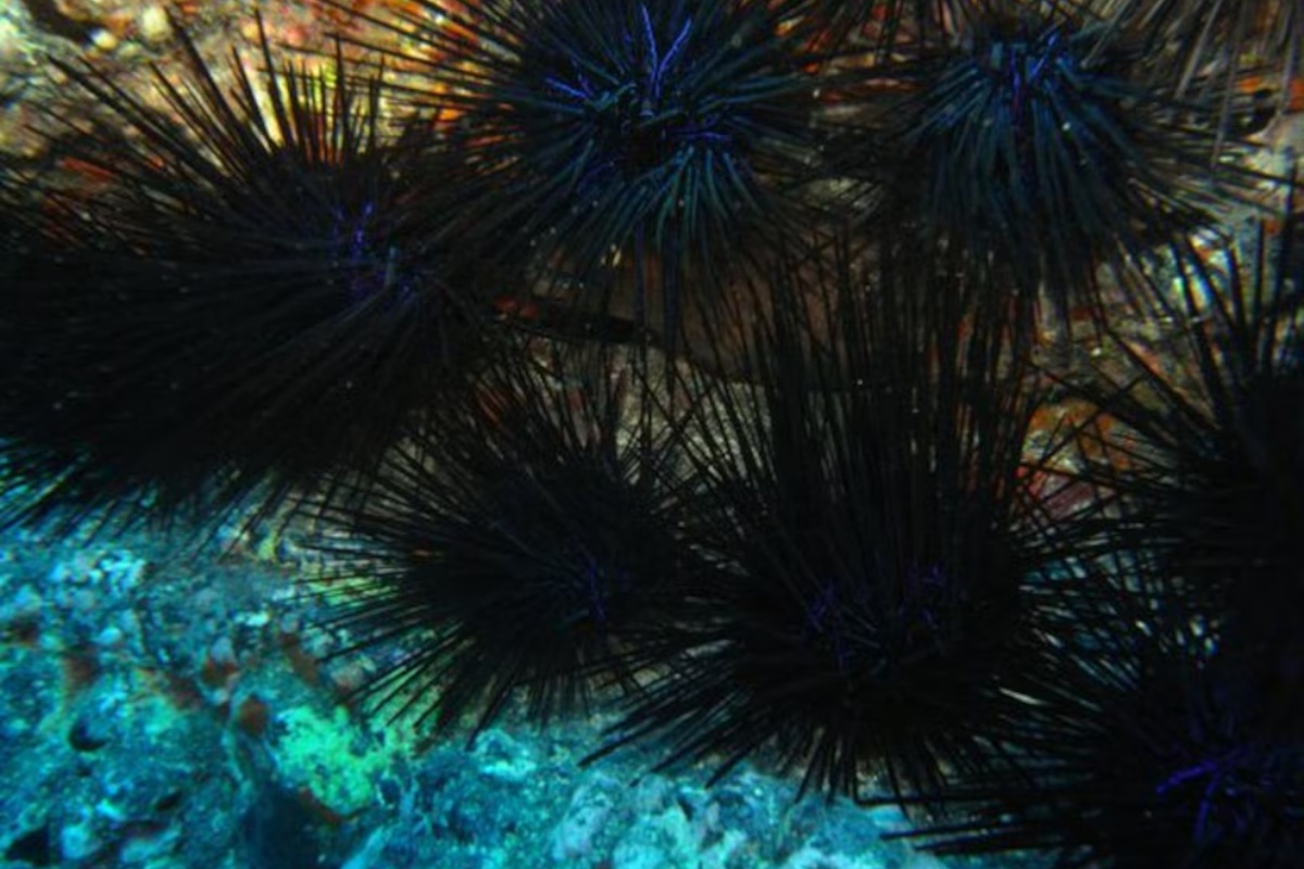 Globalna morska pandemija mogla je dovesti vrstu morskog ježinca na Kanarima do ruba izumiranja detail 1