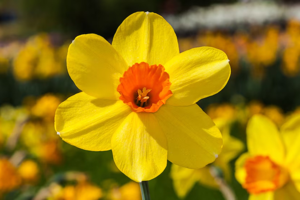 Biljke koje trebate posaditi u vrtu prije kraja prosinca kako bi bio spreman za proljeće i pun boja detail 1