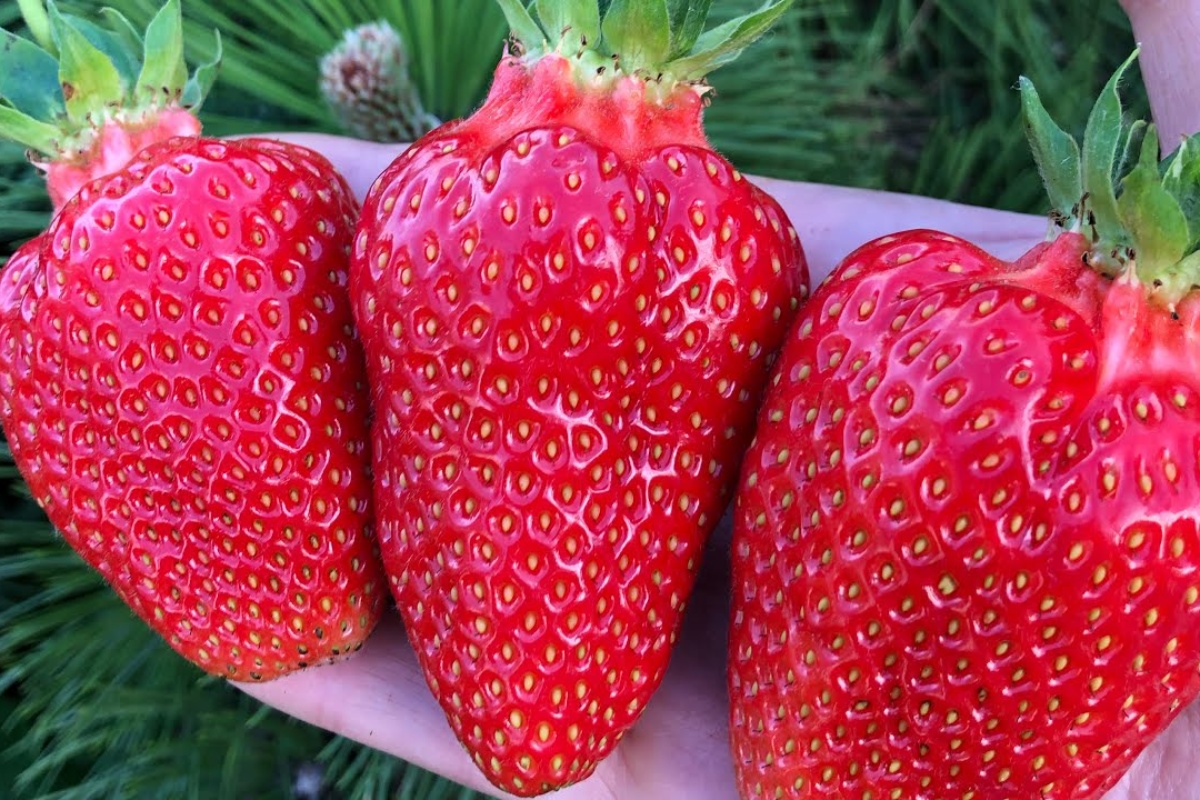 Baka me podsjetila da ovo učinim s jagodama do 21. prosinca – ljeti će grmovi biti prepuni uroda detail 1