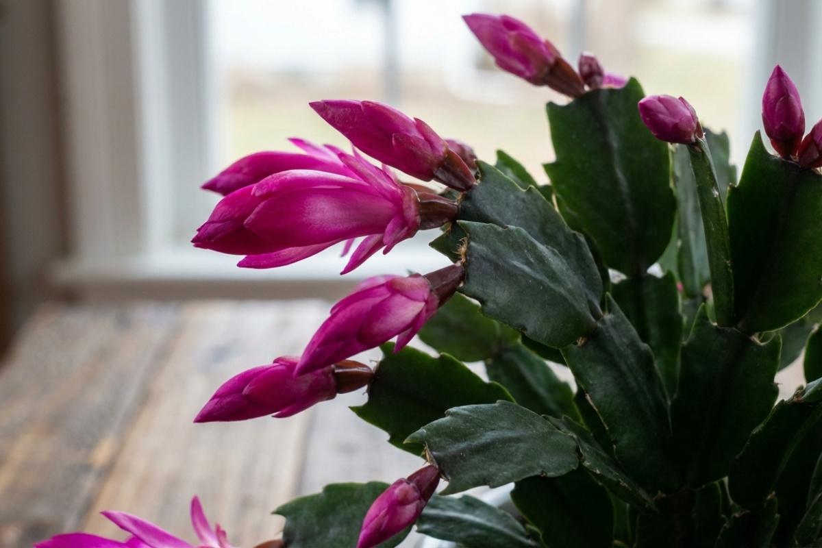 Od danas do blagdana zalijevajte božićni kaktus ovime i otvorit će pupoljke za Badnju večer. Uz ovu jednostavnu prihranu, bit će prepun cvjetova! Njega božićnog kaktusa detail 1