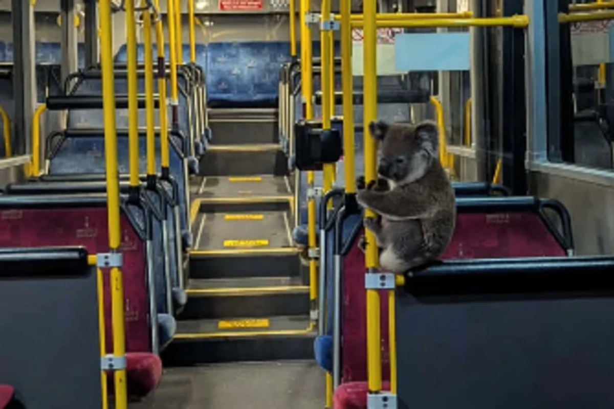 U Australiji koala završila u autobusu: vozaču zahvaljuju na spašavanju detail 1