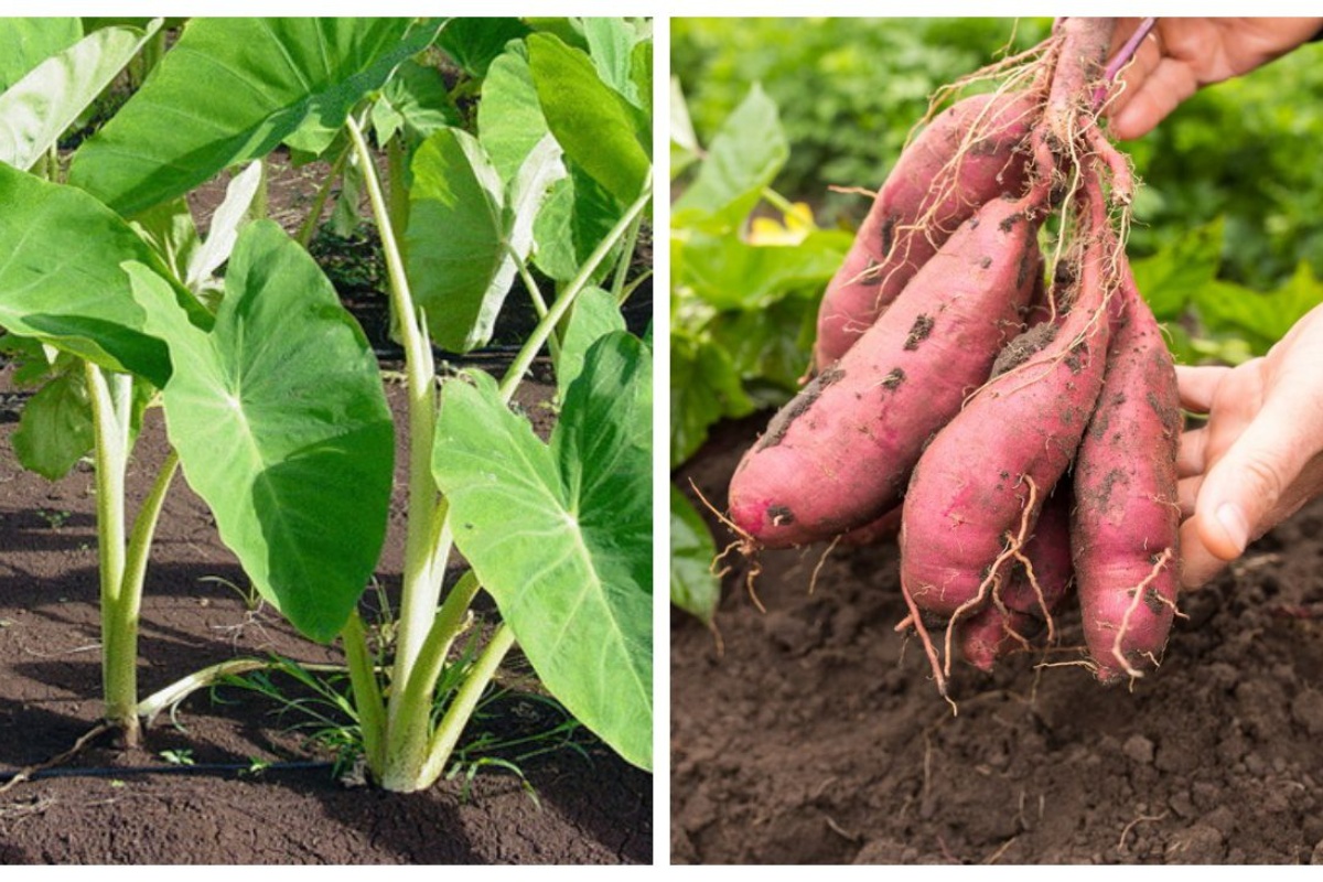 Uzgoj batata: Zašto je ovaj egzotični gomolj lakši za održavanje od rajčice i paprike? detail 1