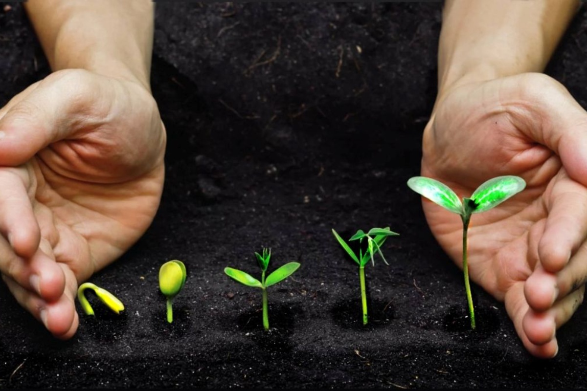 Namakanje sjemena u octu: Prirodni trik za brži rast i zaštitu vaših biljaka detail 1