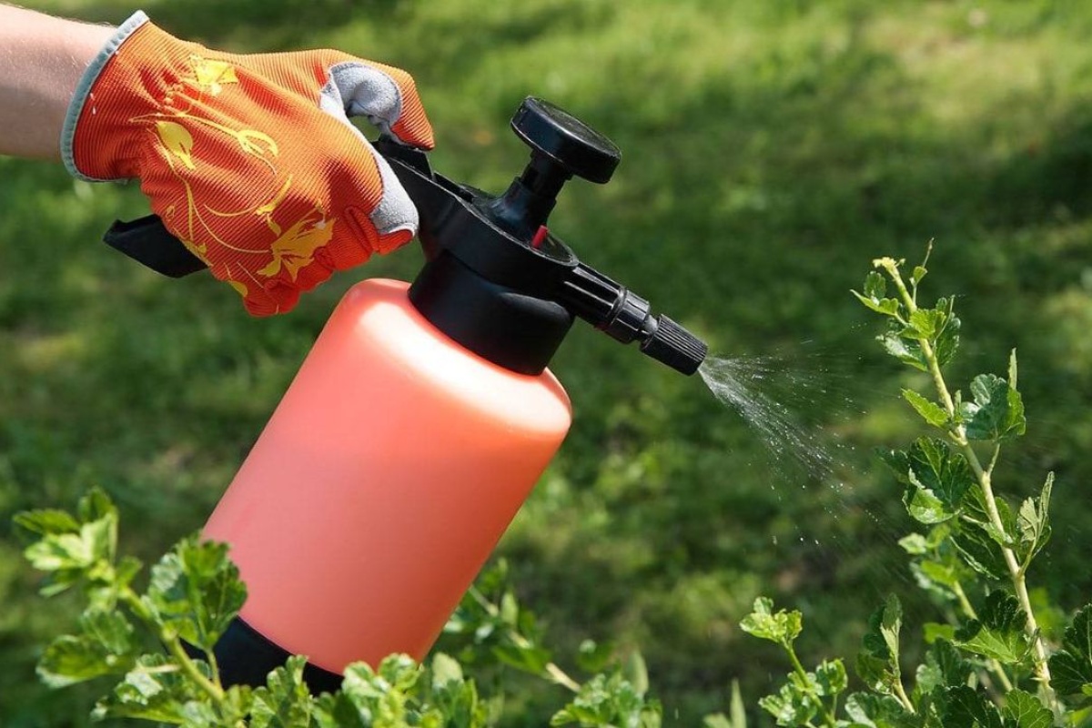 Tri načina kako češnjakom zaštititi vrt i unijeti prirodnu ravnotežu u svoj dom detail 1