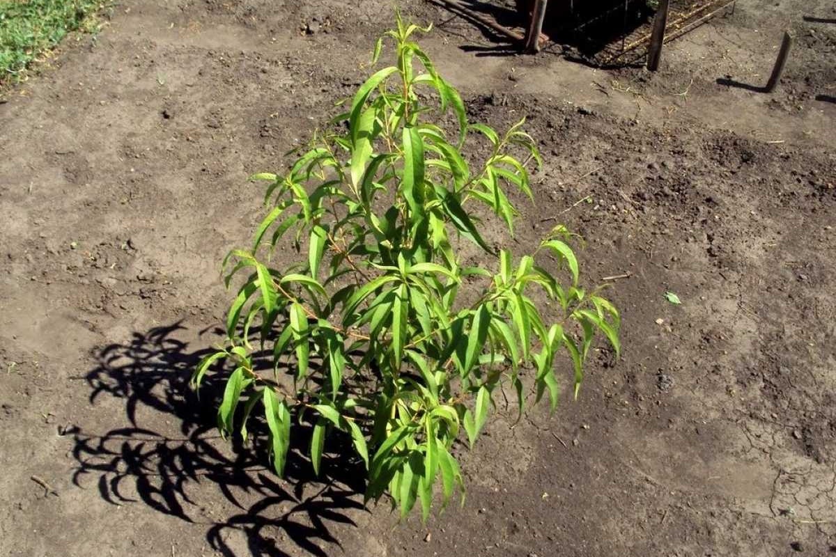 Idealno za male vrtove: Stablo koje rađa ljeti, nema agresivno korijenje i zahtijeva malo brige detail 1