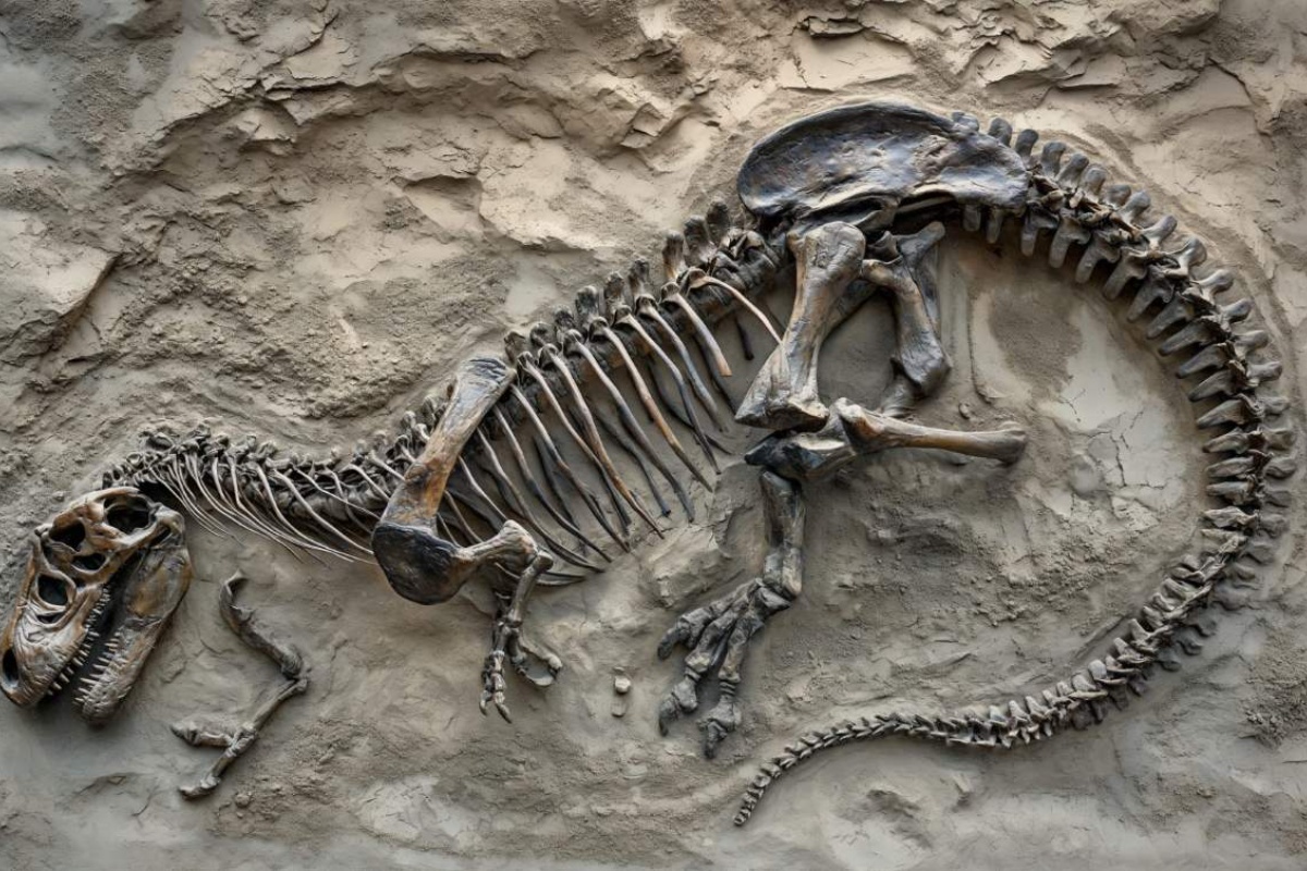 Paleontolozi ne mogu vjerovati: otkrili su „dosad neviđeno nalazište” s više od 800 fosila dinosaura detail 1