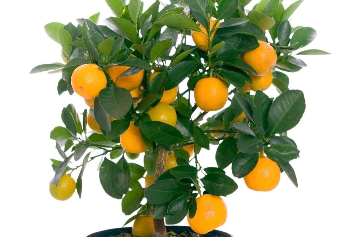 Ne bacajte koštice naranče: Zašto su one pravi skriveni dragulj u vašem domu detail 1