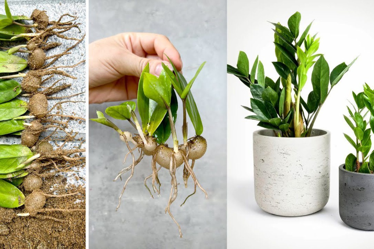 Razmnožavam zamijokulkas listom: od 1 drveta uzgajam cijelu šumu – uputa susjede vrtlarice detail 1