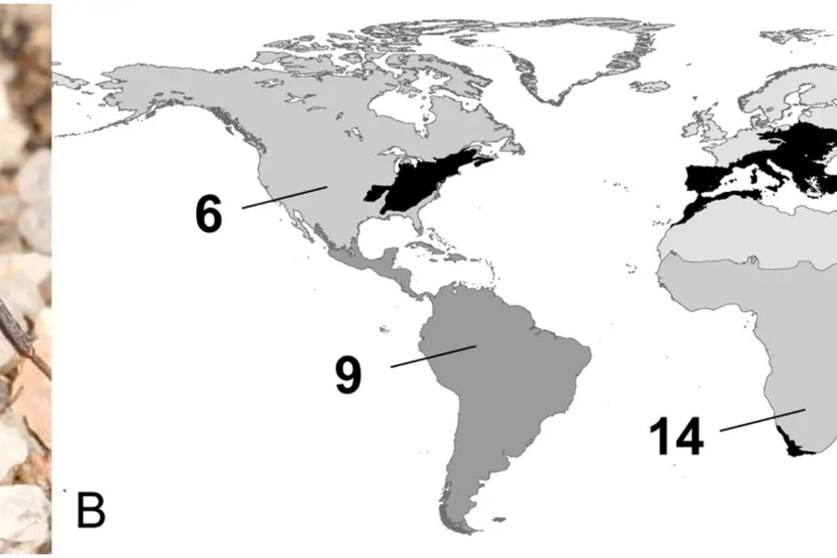 Istraživači ne mogu vjerovati: osmogodišnji dječak otkrio je nešto u šumi što će zauvijek promijeniti znanost detail 1