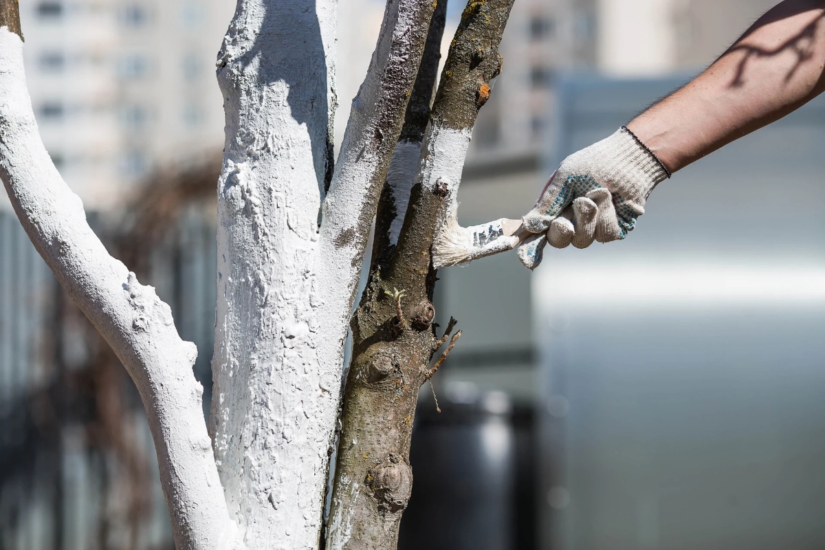 Trik s aluminijskom folijom spasit će vaše biljke. Ne oklijevajte ni trenutka detail 1