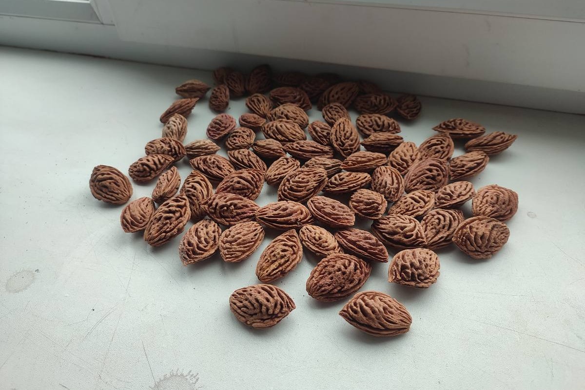 Ne bacajte koštice breskvi, imate blago kod kuće: zašto i čemu služe detail 1