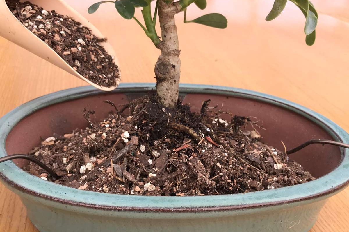 Čemu služe koštice maslina i zašto ih se preporučuje čuvati detail 1