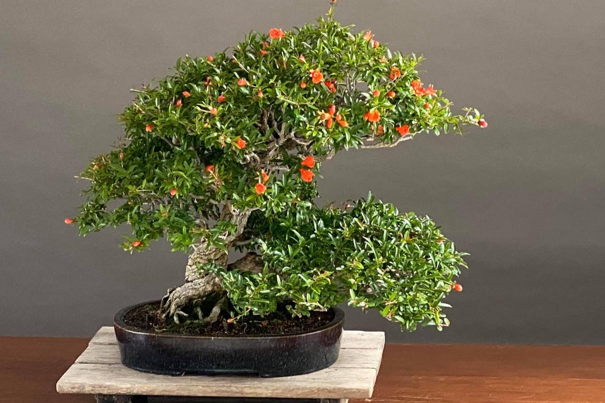 Najbolje biljne vrste za uzgoj bonsaija kod kuće: praktični vodič kako dobiti savršeno drvce detail 1