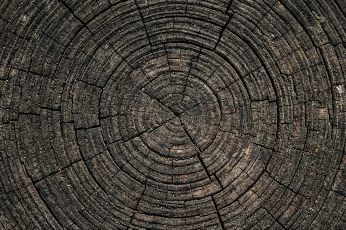 Prometej, stablo staro gotovo 5.000 godina koje je posjekao znanstvenik ne znajući njegovu pravu starost: bilo je najstarije na svijetu detail 1