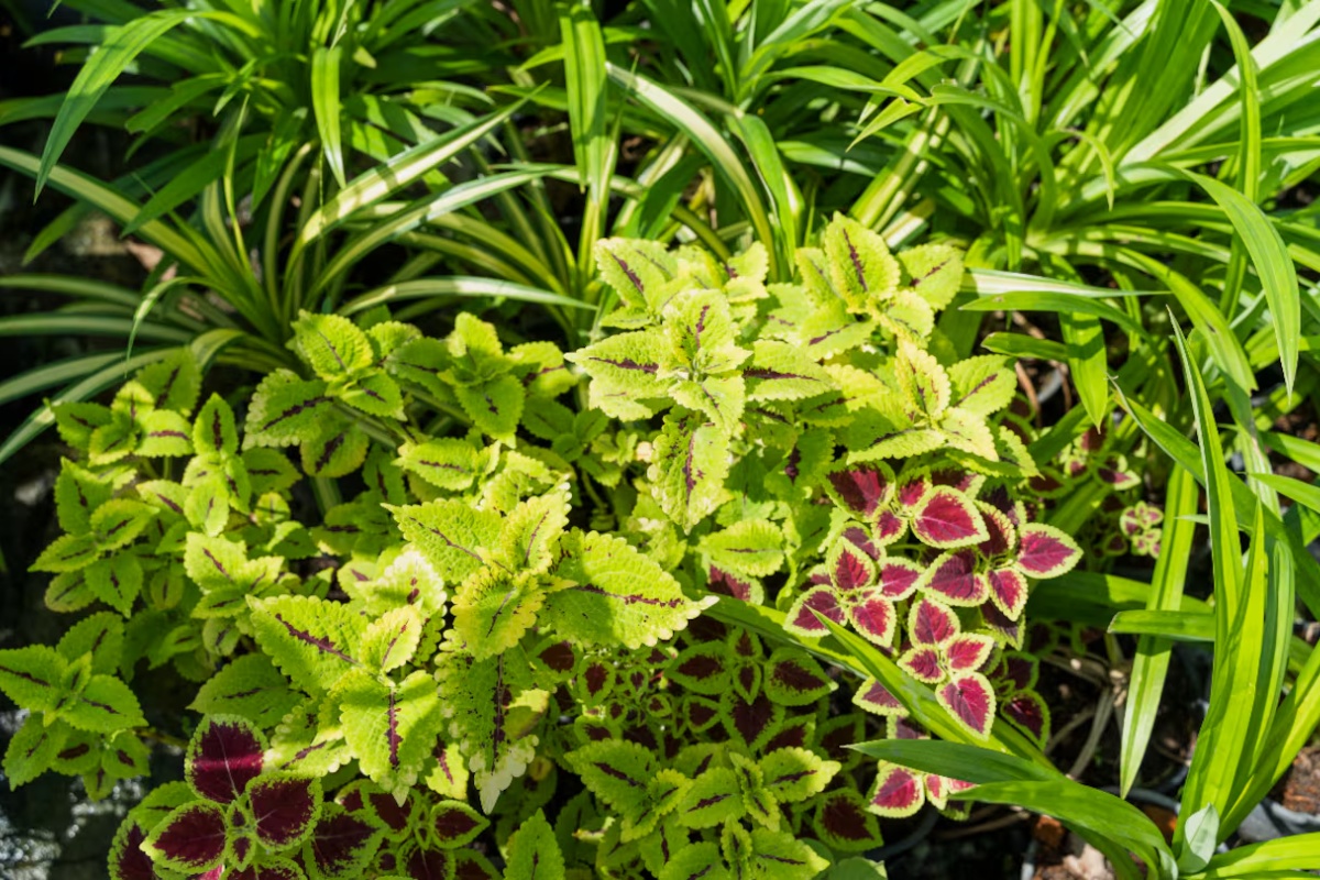 Douglas Tallamy, znanstvenik: “Ako bi kukci nestali, izgubili bismo 90 % biljaka cvjetnica” detail 1