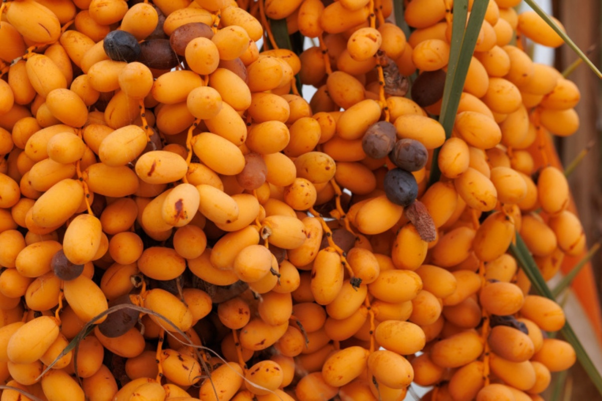 U inozemstvu ih nazivaju „kruhom života”, Hrvati ih tek otkrivaju. Savršeni za blagdanske kolače i deserte detail 1