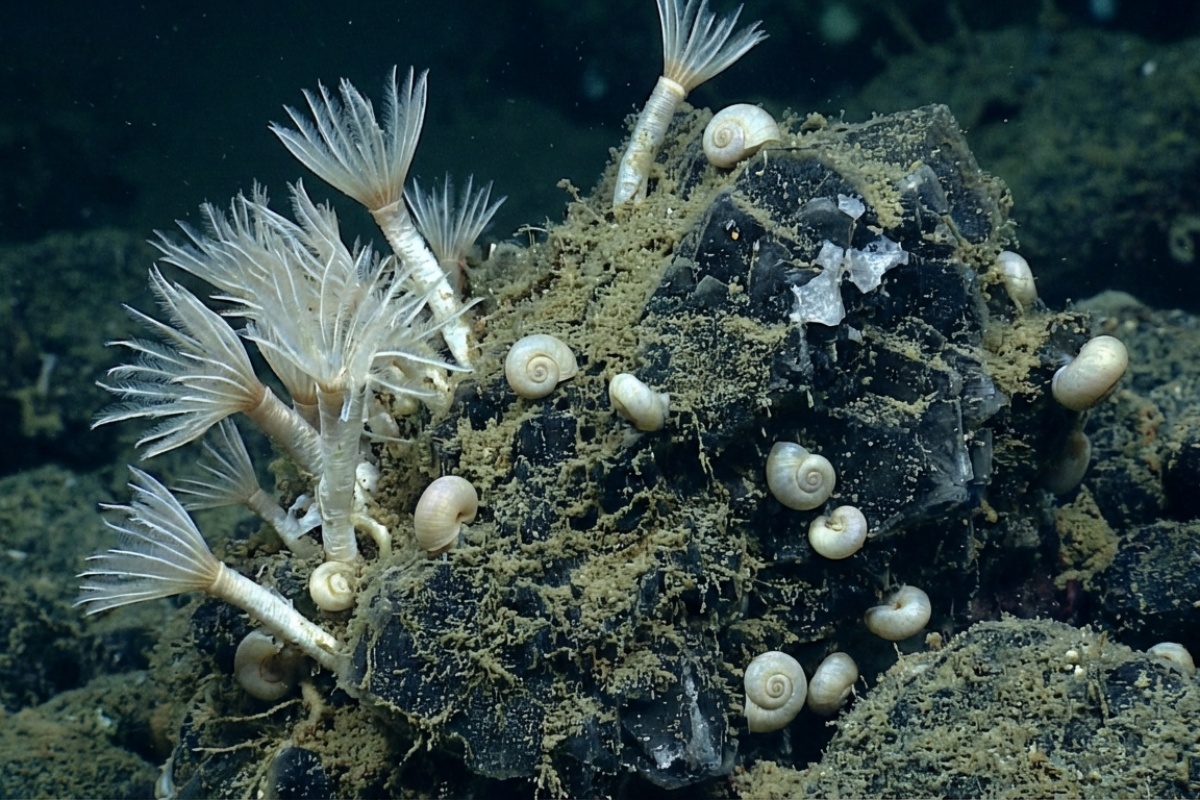 Na dnu oceana otkriveno nešto što živi u apsolutnom mraku: Ovo mjesto krši sva poznata pravila biologije detail 1