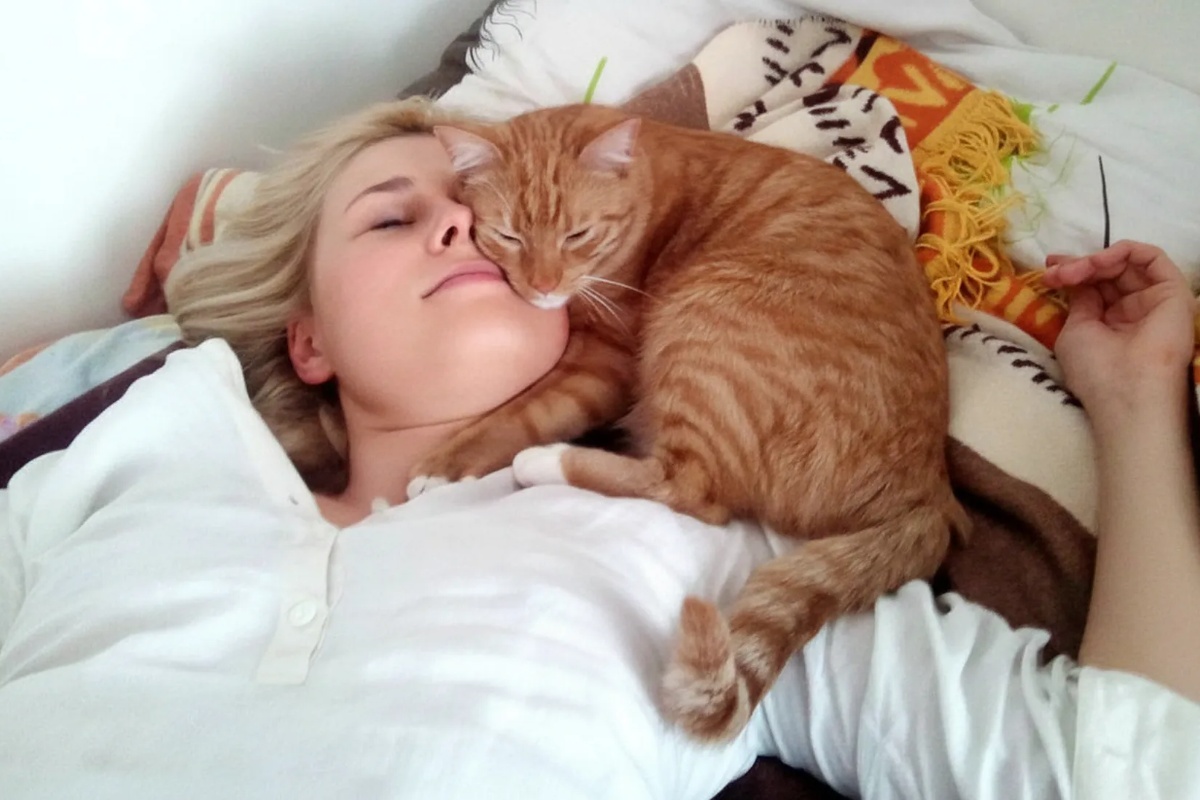Nije samo zbog topline – pravi razlozi zašto mačka stalno spava na glavi vlasnika detail 1