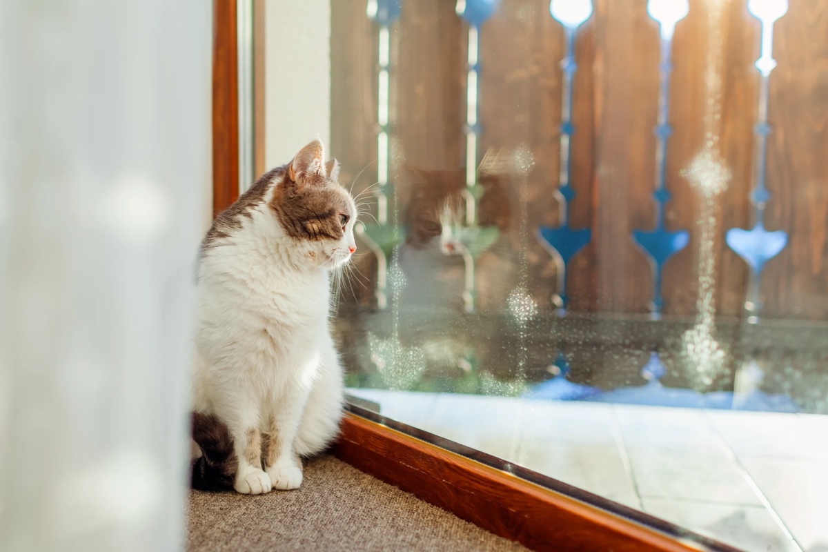 Koliko dugo se mačka može ostaviti sama kod kuće? Obavezno provjerite prije nego što otputujete za blagdane detail 1