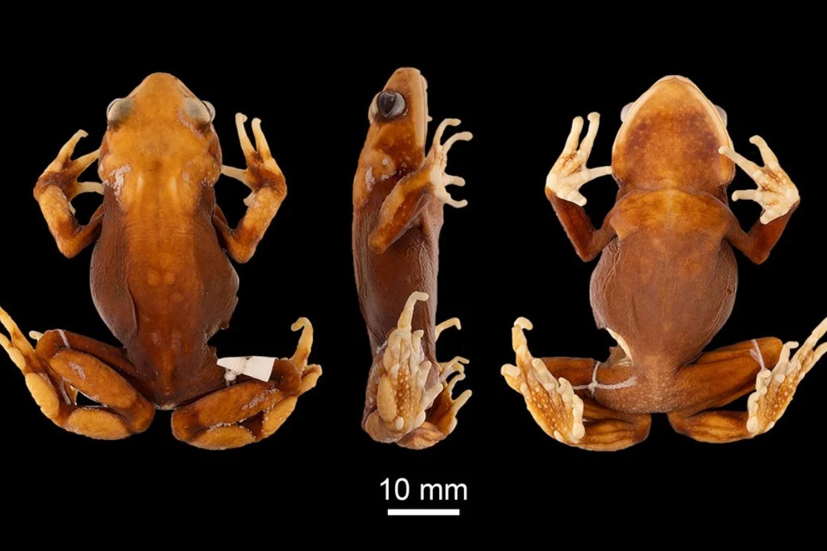 Nevjerojatne krastače otkrivene u Tanzaniji. Ne polažu jaja detail 1