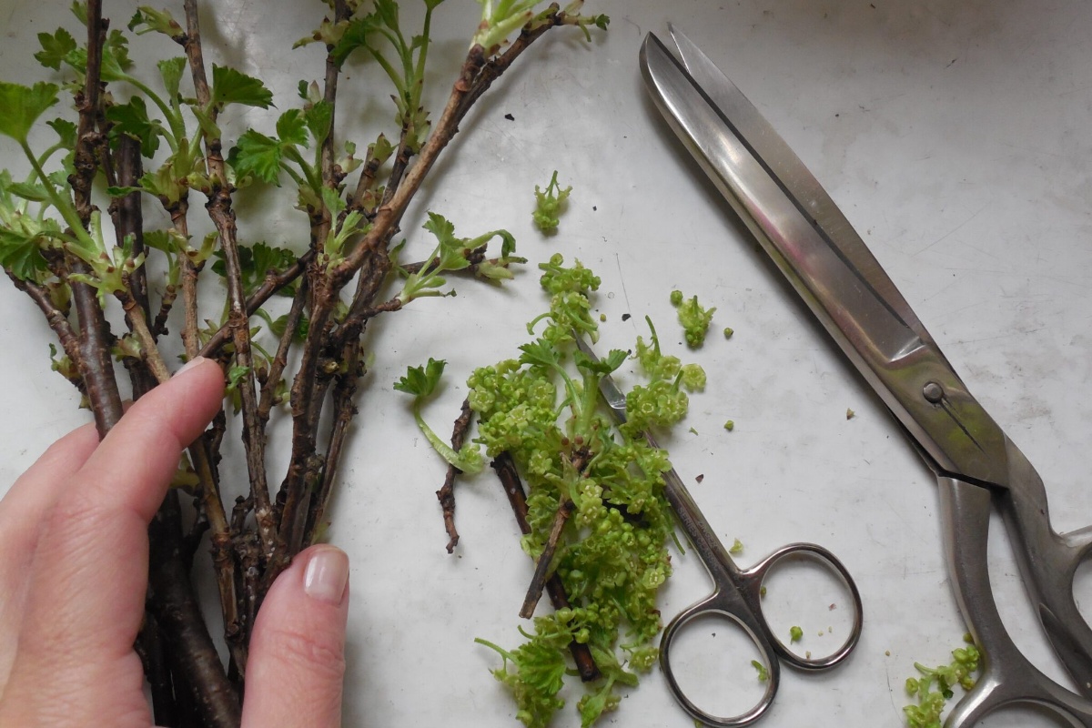 Reznice više ne trunu i ne suše se do proljeća: čuvam ih onako kako je savjetovao 73-godišnji agronom s posla detail 1