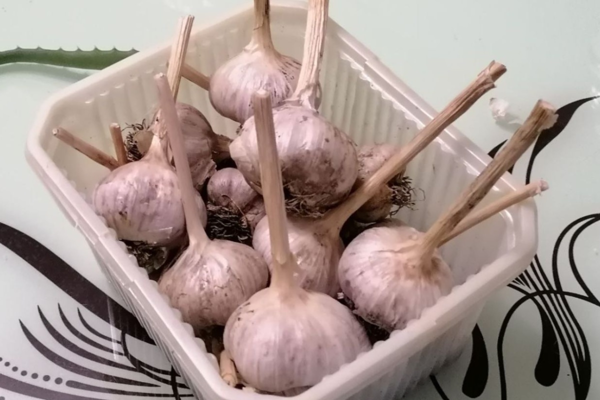 Već 13 godina ne čuvam češnjak u hladnjaku: 1 jednostavan način – ne suši se i ne trune do samog proljeća detail 1