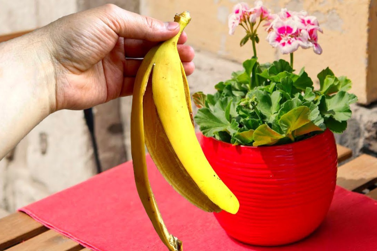 Nisam očekivala ovakav efekt od obične kuhinjske sitnice: Sobne biljke su oživjele u samo tjedan dana detail 1