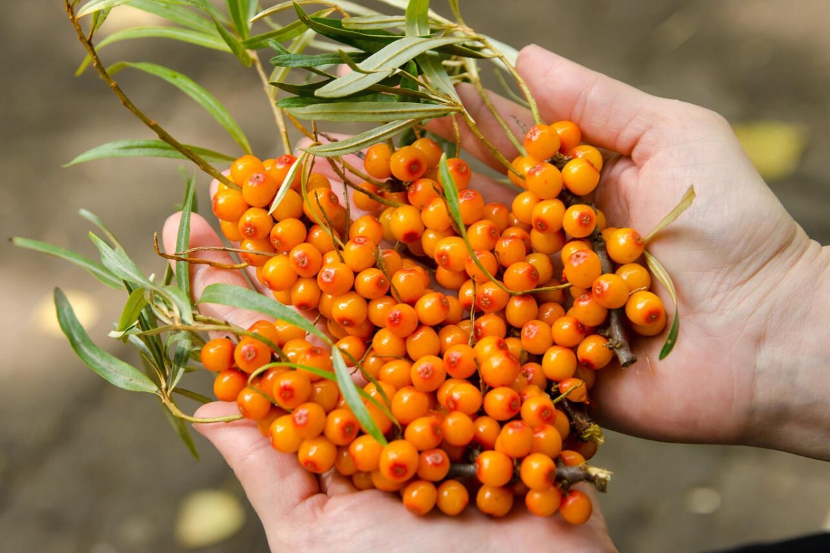 Umjesto običnog čaja pripremam ovaj napitak i djeca zimi nisu bolesna: koristim đumbir, pasji trn i crni čaj detail 1