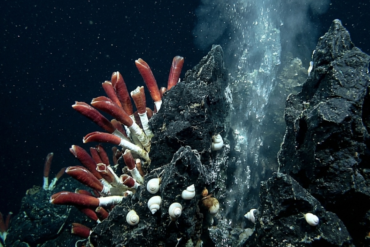 Gotovo 3.640 metara pod vodom: U Arktiku otkriven najdublji hladni plinski izvor s bogatim životom detail 1