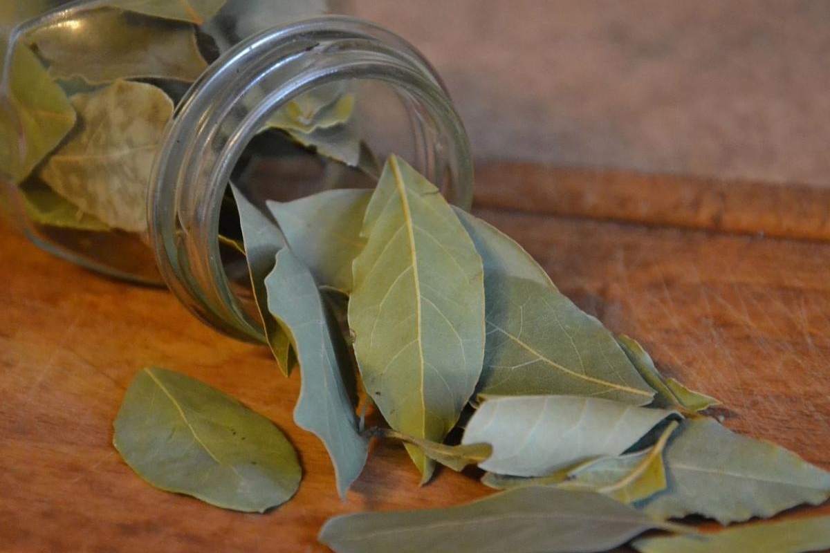 Stavljam zdjelicu sa solju na prozor, a unutra 3 cijela lovorova lista i 5 usitnjenih: nisu praznovjerja, već trik detail 1