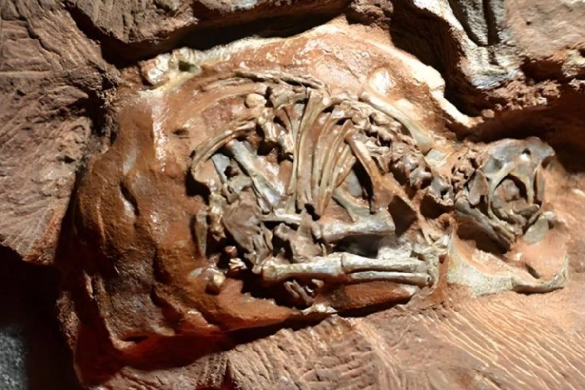 Znanstvenici uspjeli zaviriti unutar embrija dinosaura: Što su otkrili (foto) detail 1