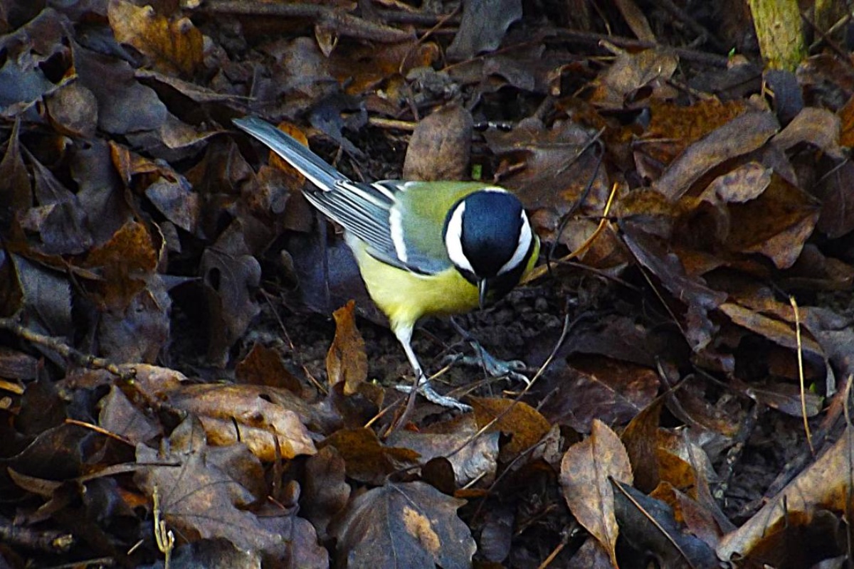 Koji kruh smiju jesti golubovi i čime hraniti vrapce i druge ptice zimi: objašnjenje ornitologa detail 1