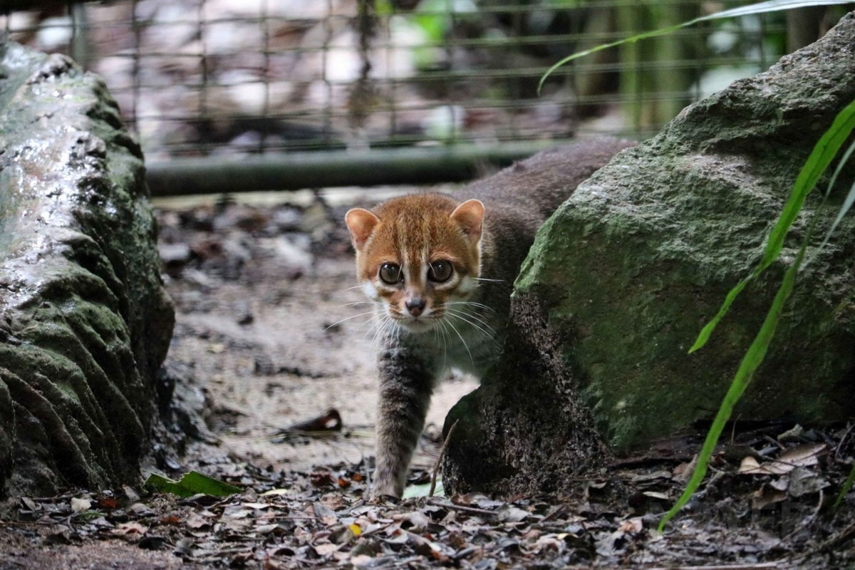 Rijetki predator koji je nestao na 30 godina uočen u tajlandskim džunglama detail 1