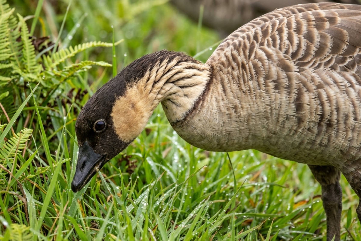 Na najvećem otoku Havaja zabranili su hranjenje napuštenih mačaka: Je li situacija doista tako loša? detail 1