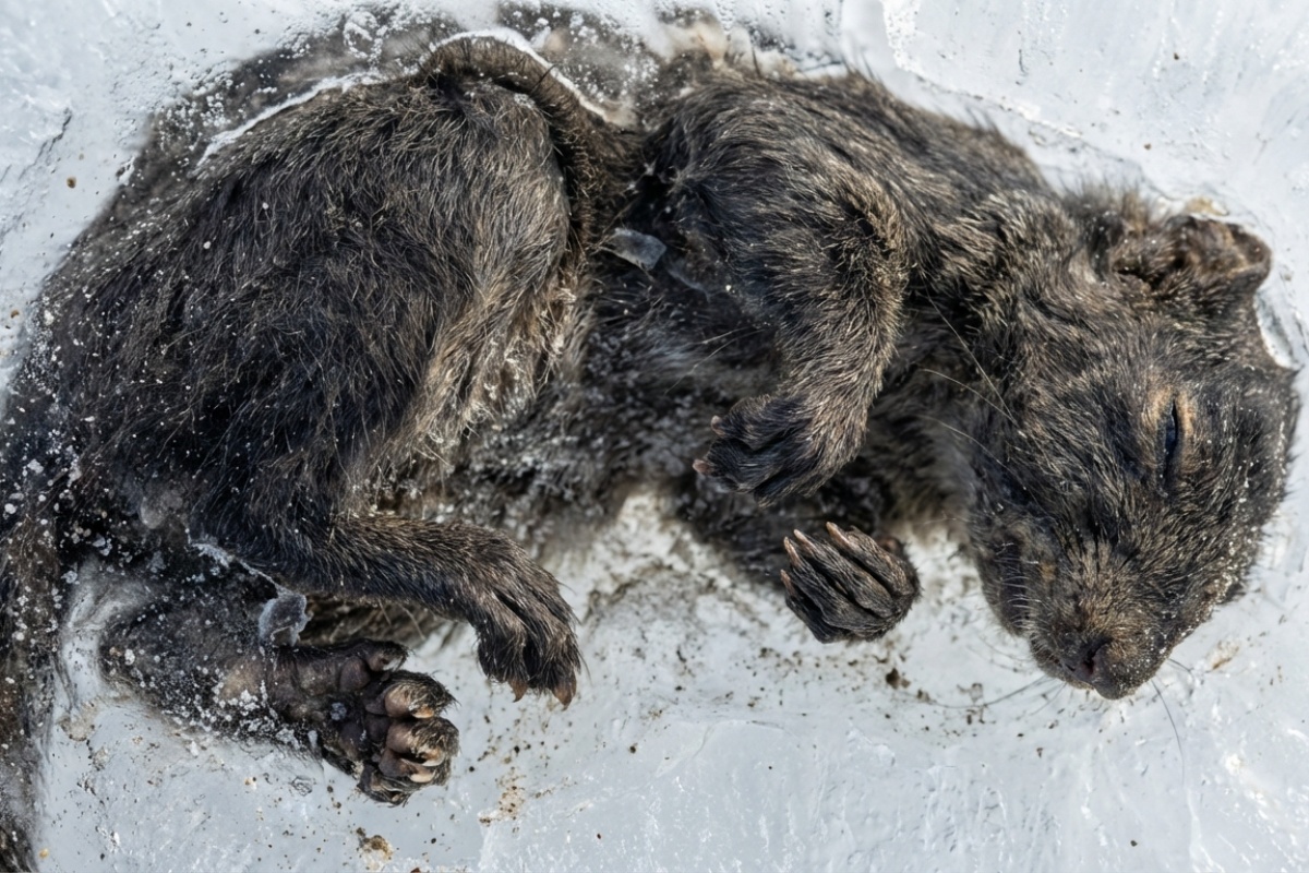 Istraživači ne vjeruju: mislili su da je to blatnjavi kamen, a ispalo je da je riječ o vjeverici staroj 30.000 godina detail 1