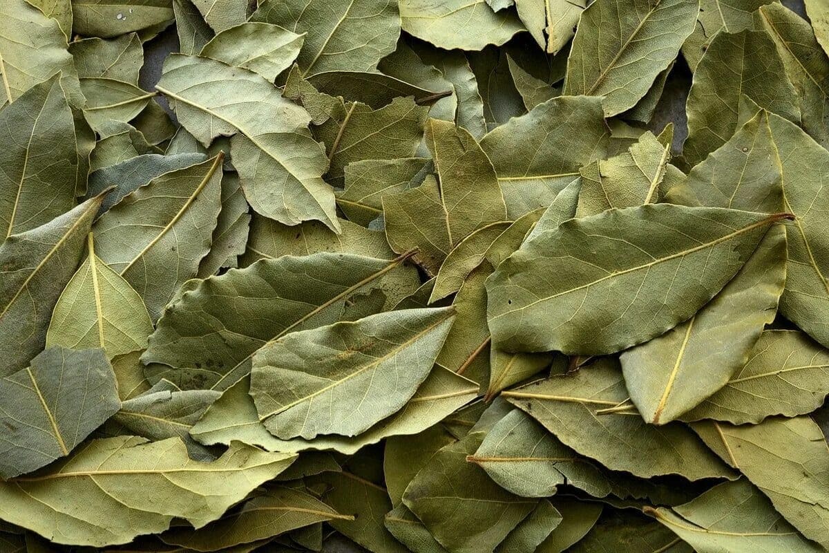Ne bacajte suhe listove lovora, oni su blago: kako ih ponovno upotrijebiti za svoje biljke detail 1