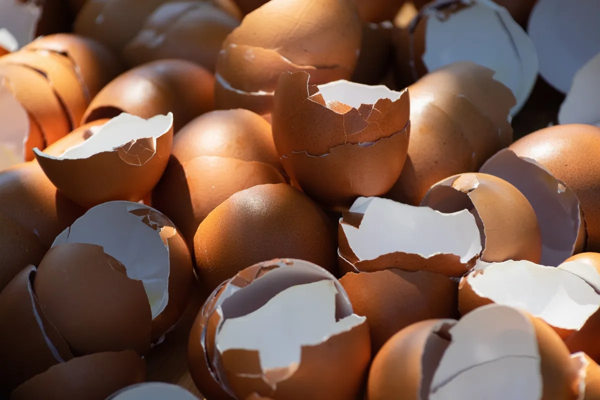 Čemu služe ponovno upotrijebljene ljuske jajeta i zašto se preporučuju detail 1