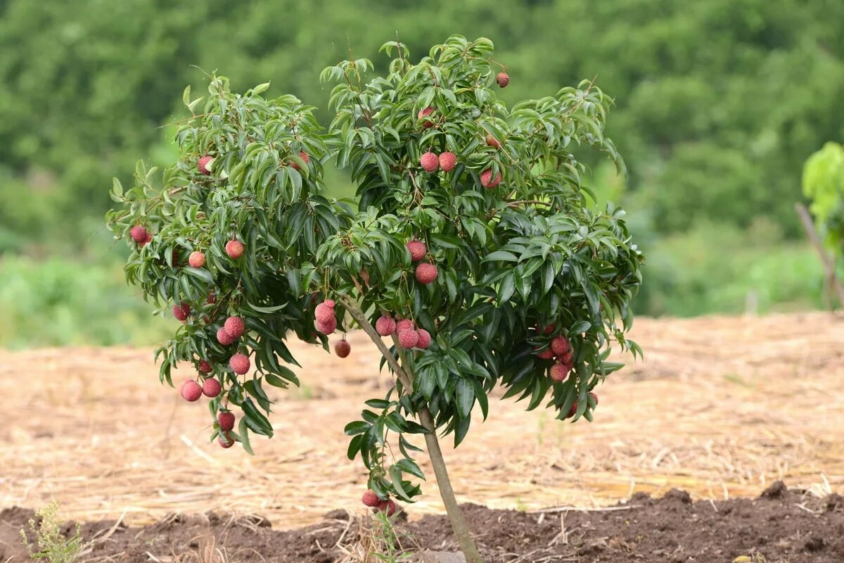 Ovo blagdansko voće pretvara se u ružičastu mini šumu za mjesec dana ako jednostavno sačuvate njegove koštice nakon deserta detail 1