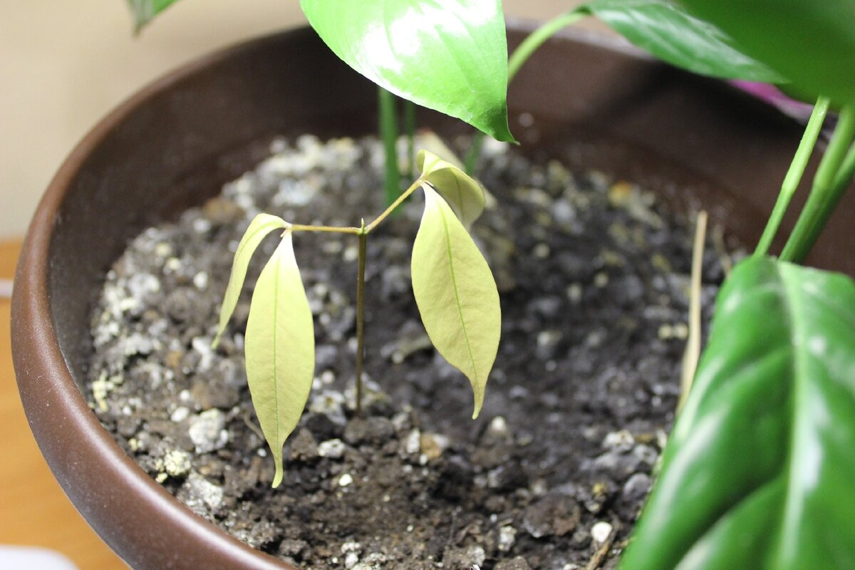 Ovo blagdansko voće pretvara se u ružičastu mini šumu za mjesec dana ako sačuvate koštice nakon jela detail 1
