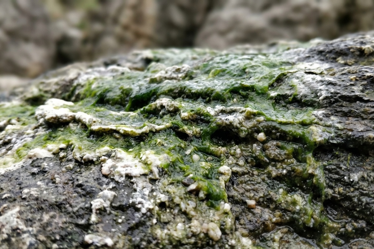 Južna Afrika pronašla 'živo kamenje' koje raste. I moglo bi riješiti jedan od najvećih problema na svijetu detail 1