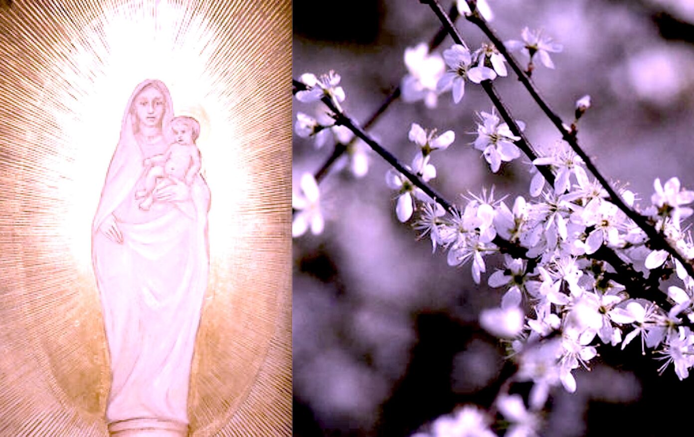 Zagonetka koja prkosi znanosti: Zašto jedna biljka u Italiji već 600 godina cvjeta usred zime? detail 1