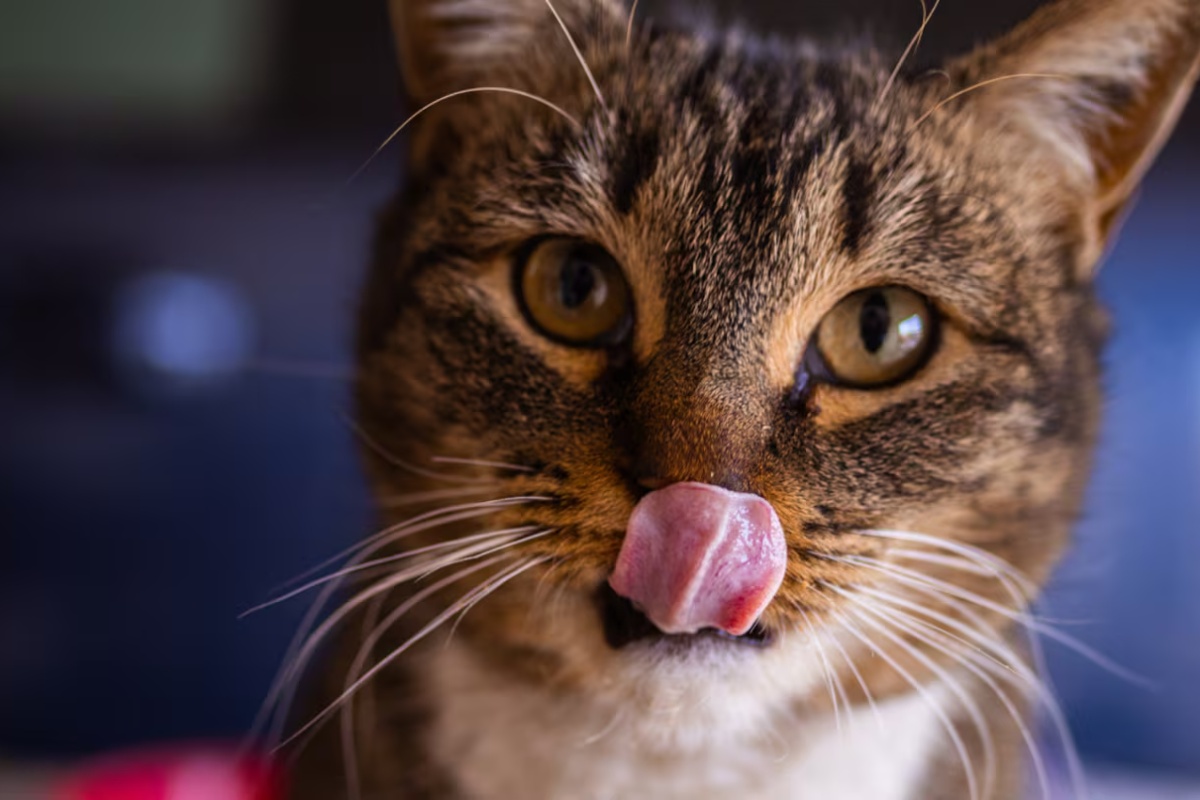 Davanje kuhane piletine vašoj mački: čemu služi i u kojim situacijama je preporučuju veterinari detail 1